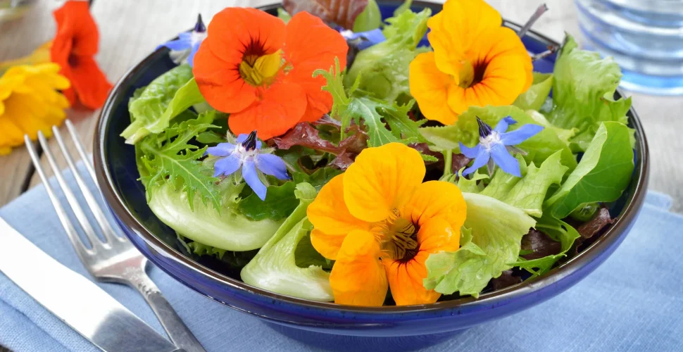 Essbare Blumen: Mehr Farbe, Geschmack und Spaß auf dem Teller